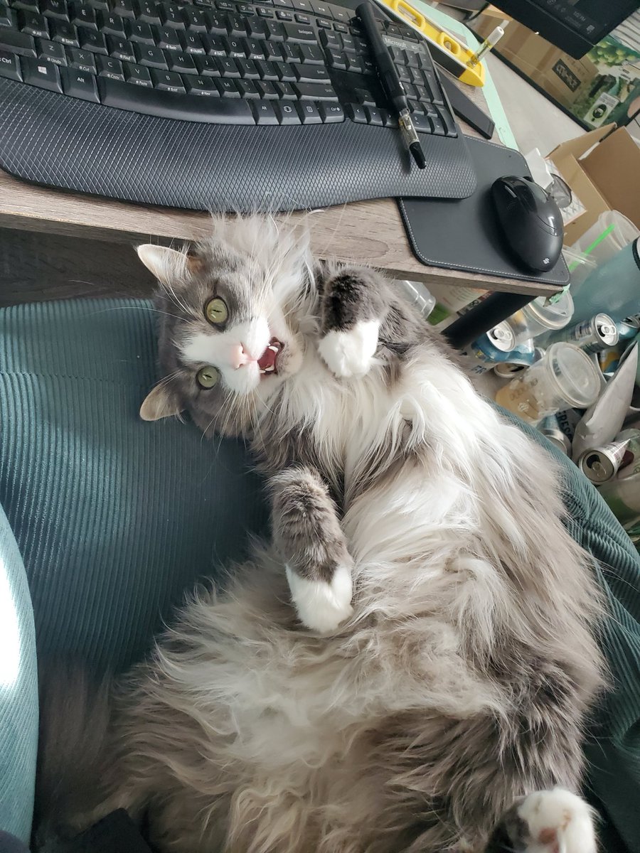 HeydenBlues's tweet photo. @mcflurry_slut This is Sunny! My boyfriend and I are convinced she’s a dilute tortie cause if you look under her chin and around her face she’s got this light brown/orange color. We call it her peanut butter face. She also has light brown undertones in her fur https://t.co/wUT4zMHG87