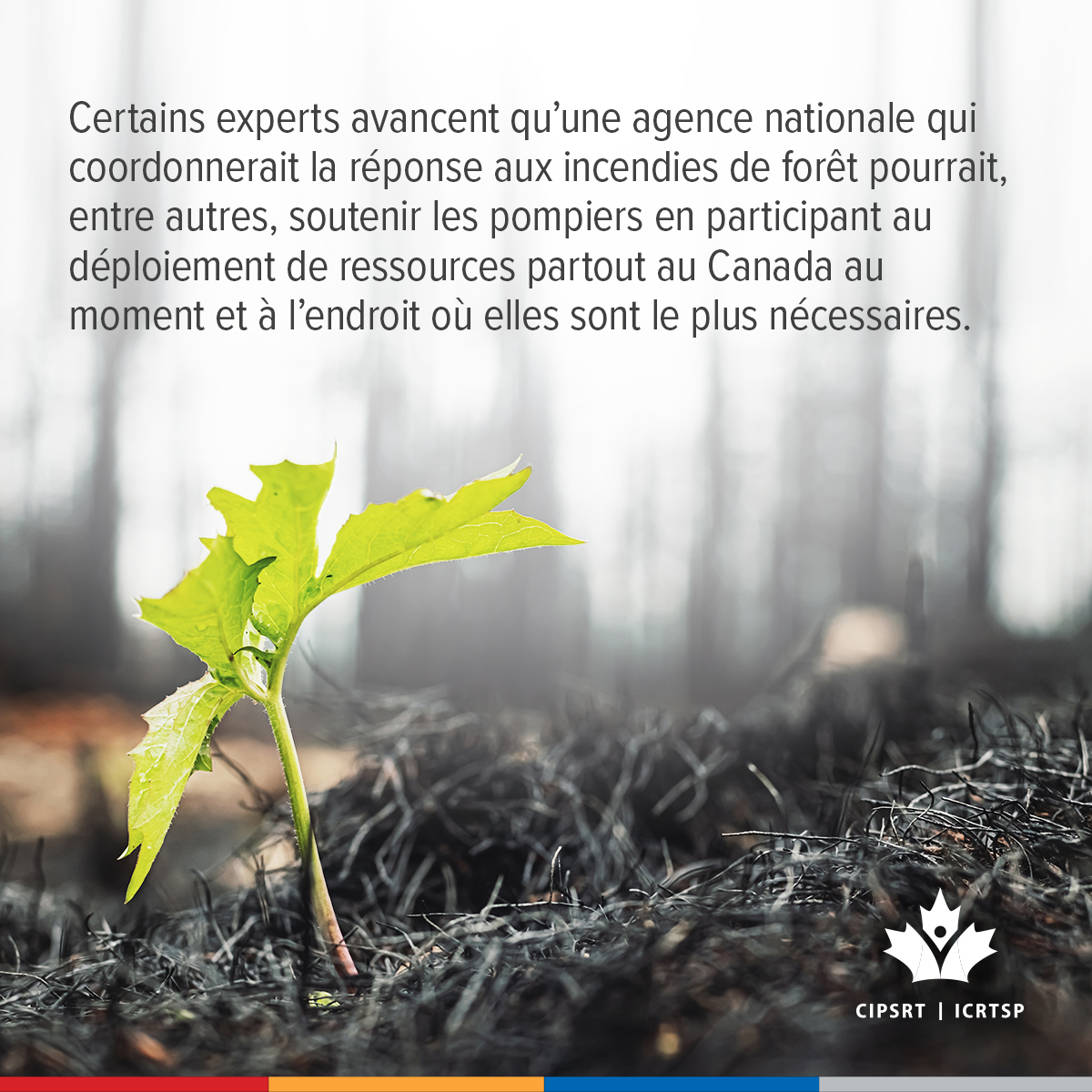 CIPSRT_ICRTSP's tweet image. Certains experts avancent qu’une agence nationale qui coordonnerait la réponse aux feux de forêt au Canada pourrait, entre autres, soutenir les pompiers en participant au déploiement des ressources partout au Canada là et quand elles sont le plus urgentes.  

Participez à la…