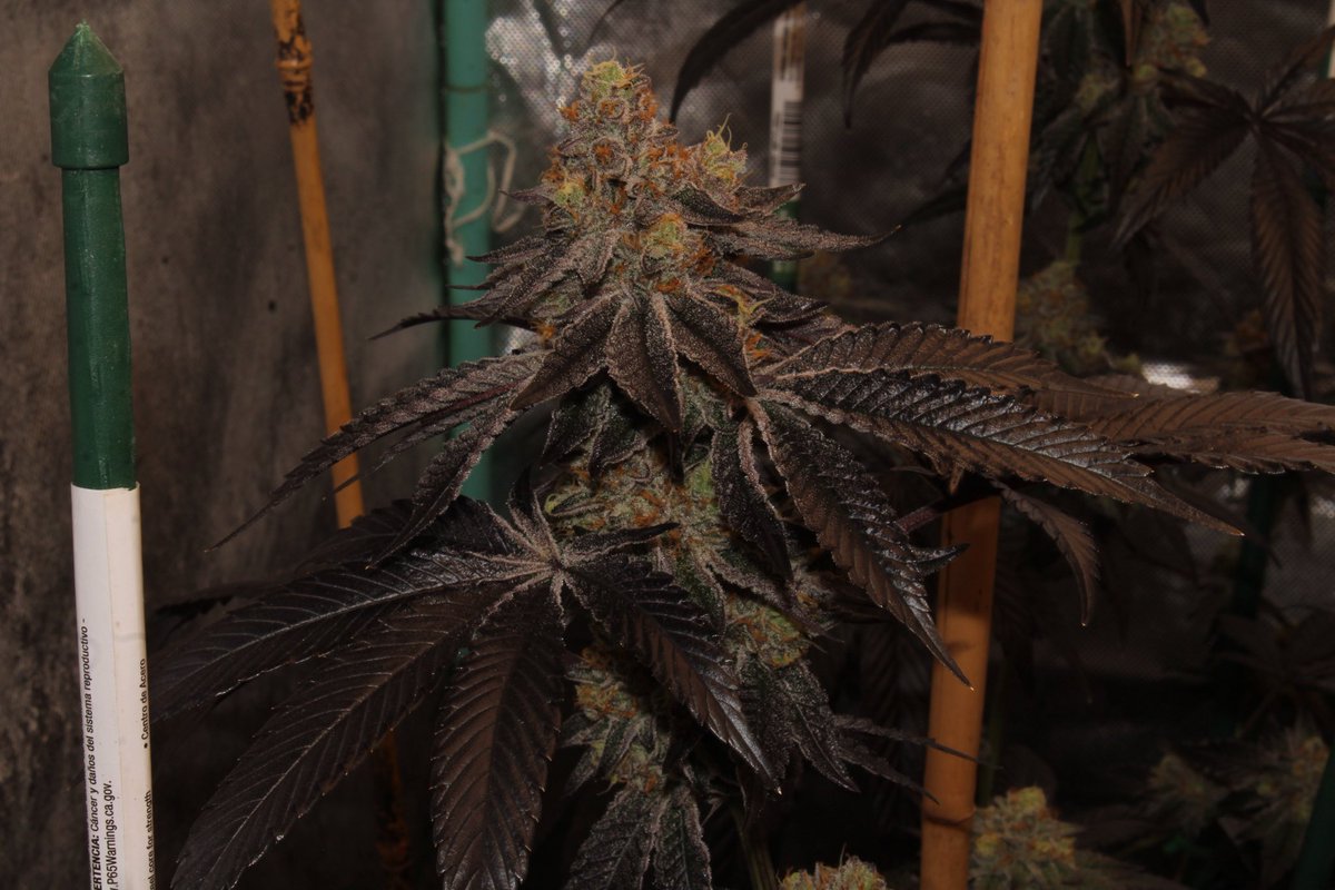 Desert_dayz760's tweet image. Zoap 🧼🍬.. can’t wait to get into the S1s I made.. #weed #cannabis #zoap #organic