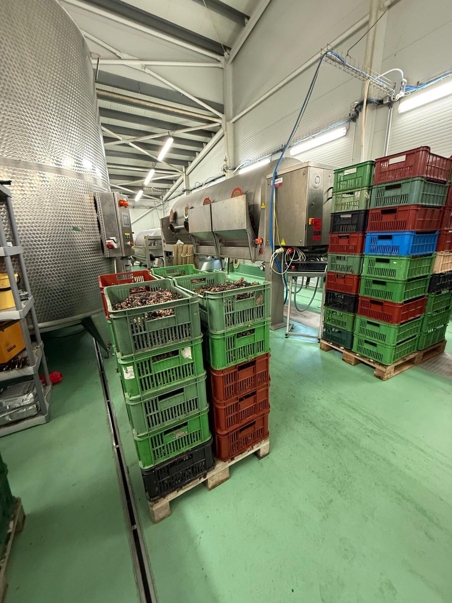 První letošní hrozny na výrobu ledového vína posbírány! Zadařilo se Vinařství Vinofol na vinicích v Novosedlích na Břeclavsku. 3000 kg hroznů odrůdy Chardonnay sklidili včera v 23:00 při teplotě -9.5 stupňů Celsia. Zákon ukládá, že musí být nejméně -7 stupňů. Zdroj: Pavel Foltýn