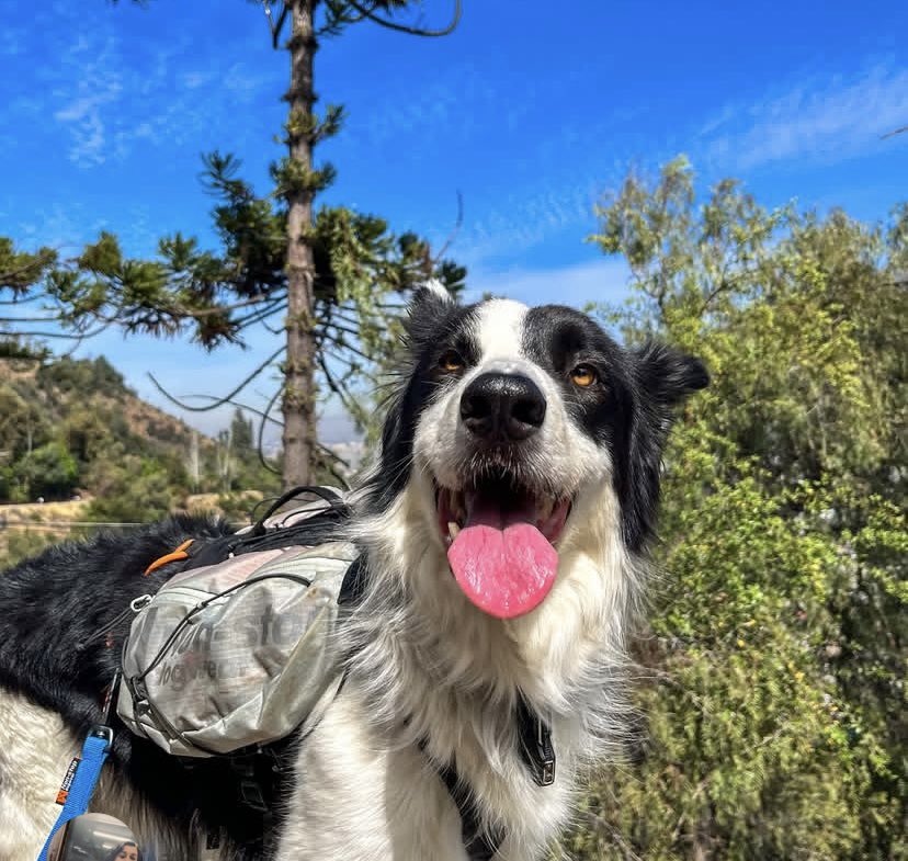 Hasta siempre Sam (Samito) QEPD El cerro, el parque y esta librería no serán los mismos sin tu alegría. Abrazos <a href="/golomalo/">Gonzalo</a>