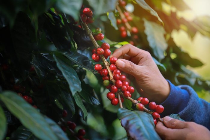 Trump lifts 40% tariff on Brazilian coffee and tea

Continue reading: bit.ly/48hk2ye 

🚀Read our online magazine: bit.ly/45glalh  
📣Join our free weekly newsletter: bit.ly/3GKWXtN  

#tariffs #business #news #coffee #tea