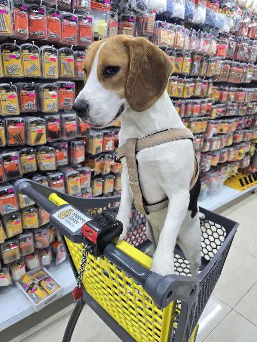 Protectora de animales SVPAP tweet media