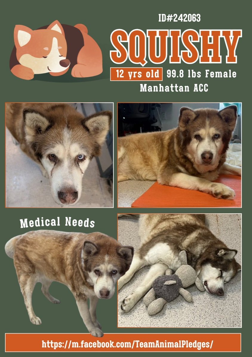 Lovely 12 yr old Squishy needs to get out of Manhattan ACC now &amp; into a comfortable place to retire with a bit of medical care &amp; a loving, patient hooparent.
Foster &amp; the rescue org. will pay for her med.
Slow intros please.
nycacc.app/#/browse/242063
#Adopt #Foster #Pledge4Rescue