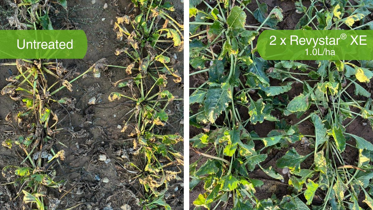 BASF Agricultural Solutions UK tweet media