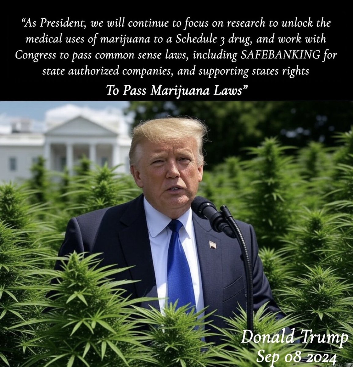 Cannavesting's tweet photo. Is it time? $MSOS https://t.co/7bzRyqVjY6