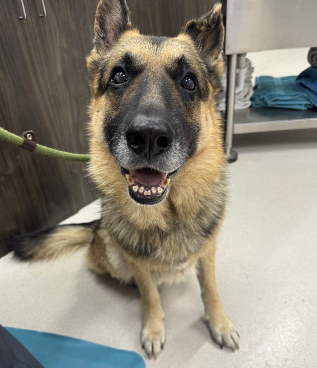 Old Man Jack is coming home to live rest of his life with the French pack, and I am so excited. ❤️😭❤️