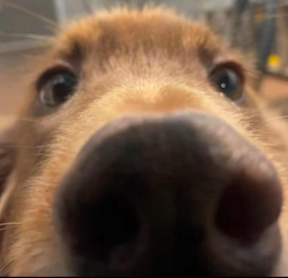 Vc é solteira moça ?