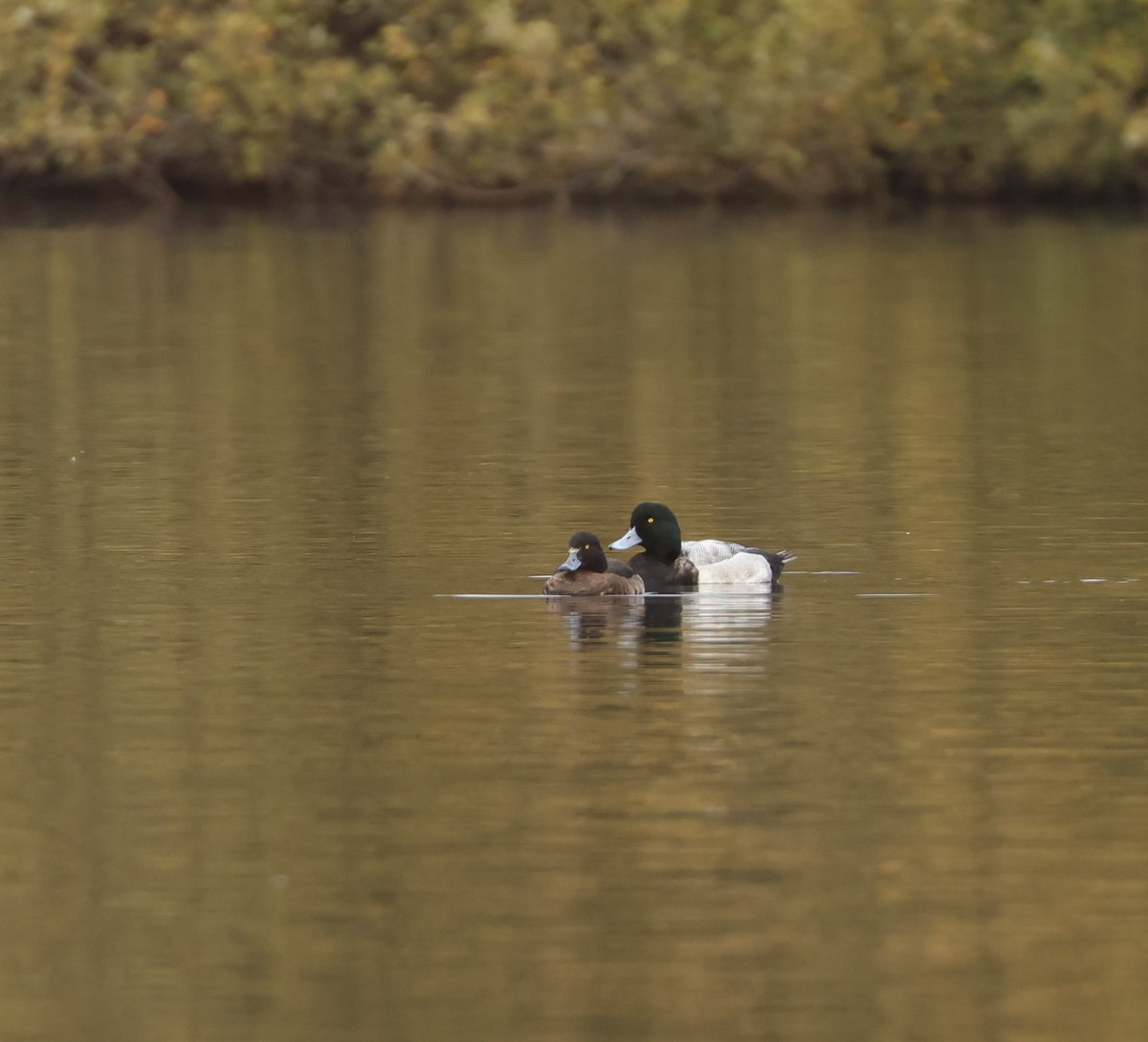 Smart looking  ♂ Greater Scaup on Abbey mead lake at New Hythe this morning, also a ♀ Goosander on Alder Lake was a welcome year tick 😊