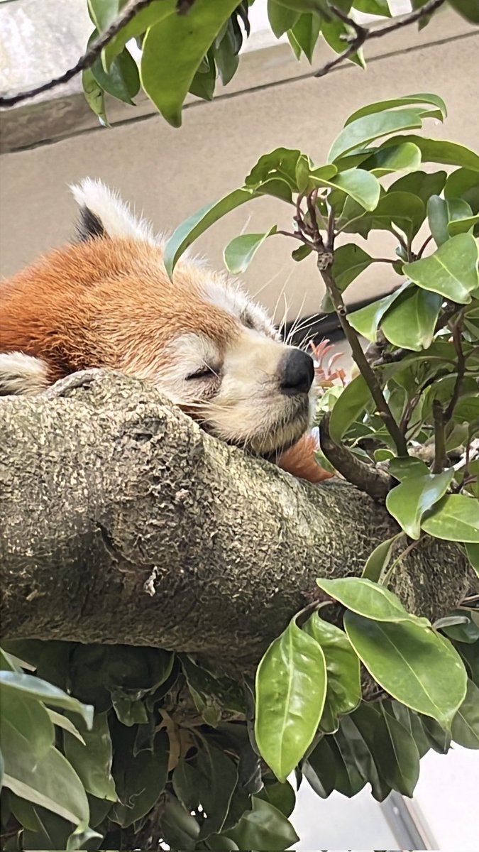 11/25 火
おはようございます、
「世界の広さ」のお時間です 🐹💤

アジア
フィリピン共和国の国土面積を
 日本と比較すると
選択肢のいずれか？選びなさい

　   ① 日本の 約 1.2 倍
　   ② 日本の 約 0.8 倍

　　　　　　    🇵🇭 Good morning 💤