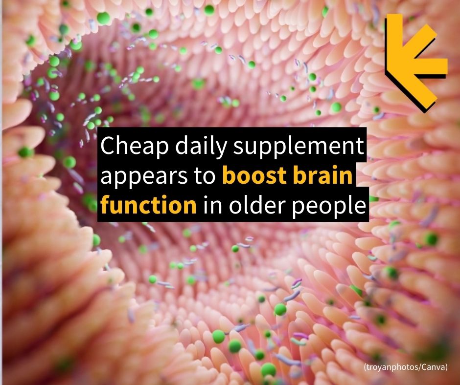 ScienceAlert's tweet image. A first-of-its-kind study in twins found that taking daily protein and prebiotic supplements can improve memory test scores in people over age 60. @KingsCollegeLon
sciencealert.com/cheap-daily-su…