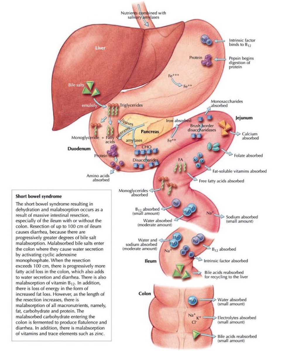 Sites of nutrient absorption within the GI tract
