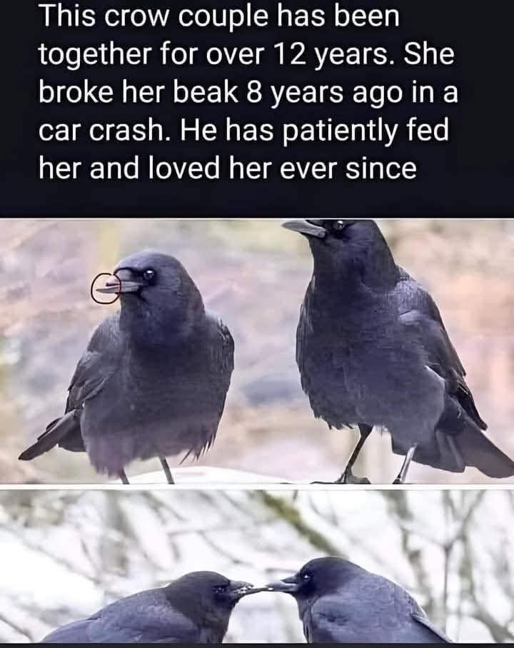 allaboutcrows's tweet image. 