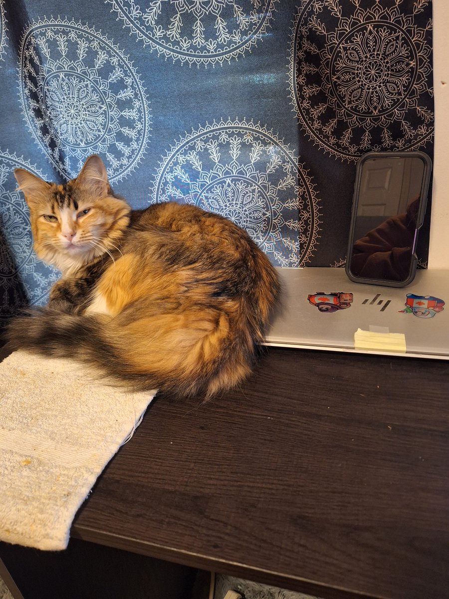 She HAS NOT left my side.  Usually when im in the office she is snoozing in her tree.