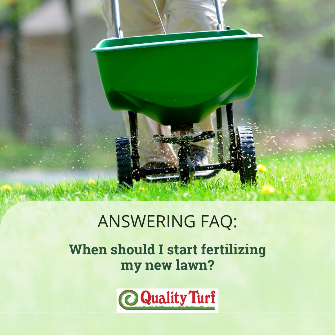 Give your grass a little time to settle in! ⏳ Wait one month after installation before applying fertilizer.

🚫 Avoid ammonium sulfate—it can damage your new lawn.

📞 951-654-7721 | 🔗 qturf.com

#LawnCareTips #NewSodCare #SoCalLawnAdvice