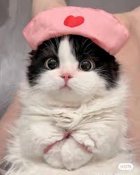 RhiannonSionne's tweet image. #NAFOFellas #CatsOfTwitter 
Grab your hooman&apos;s credit card and lets get to helping!
#PetsHelpingPets