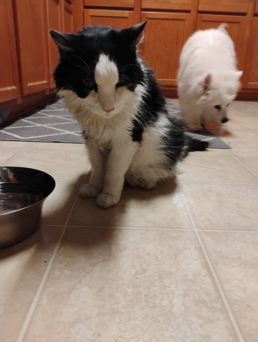 Bullfrog is hanging on. He ate several treats this morning so I hope his appetite is coming back. 🤞Bubba Dog is searching for any missed treats I think.