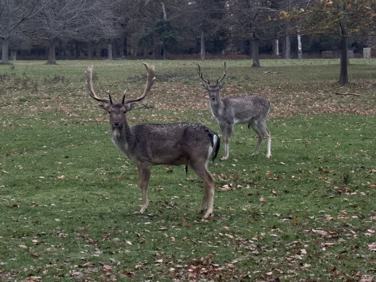 devadam88's tweet image. Day 32 and 33 of #100DaysOfExercise

17km run in Richmond Park London on Saturday.

7km trail walk from Kingston upon Thames to Richmond.

All with my running / hiking / walking buddy 🙂