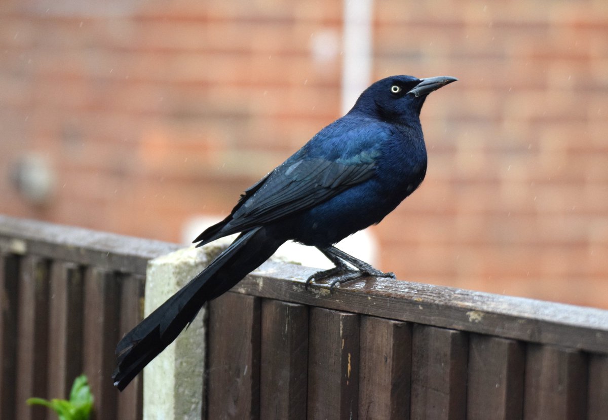 With the 4cast being pants 🌧️for last saturday <a href="/jkyles32/">Kyle Smith 🏴󠁧󠁢󠁳󠁣󠁴󠁿</a> &amp; I headed for Hampshire, Kyle wanted to catch up with the showy Boat-tailed grackle at Holbury, seconds for me, but it was great to see it again, distant brief views of the Scarlet Ibis at Goatee beach completed our day.