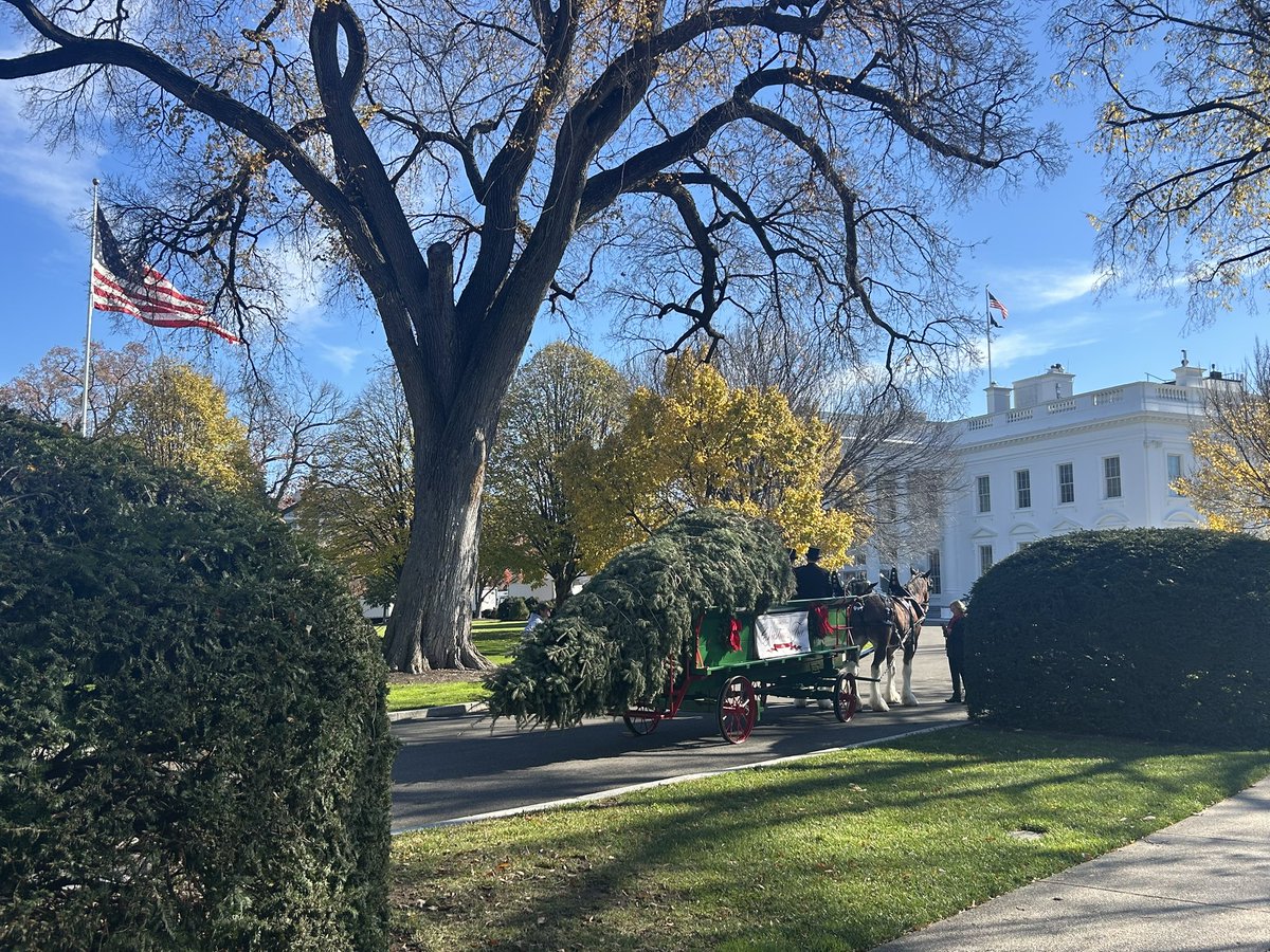 The official <a href="/WhiteHouse/">The White House</a> #Christmas tree has arrived! <a href="/NewsNation/">NewsNation</a>