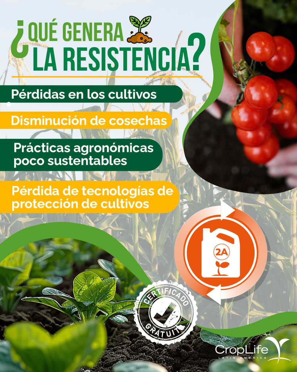 La resistencia de plagas, malezas y enfermedades a los fitosanitarios es uno de los mayores desafíos de la agricultura actual, afectando la producción y la sostenibilidad. Para enfrentar este problema, los expertos están trabajando en los Comités de Manejo de Resistencia (RACs),