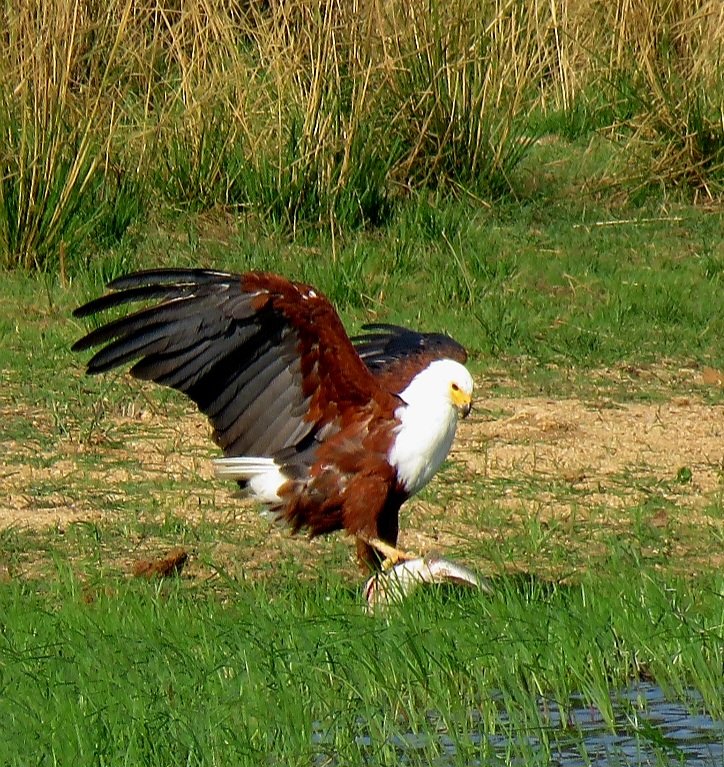 EdwardthembaSa's tweet image. Just watched this African Fish Eagle catch a fish at Lake Panic.👌🏿👌🏿👌🏿👌🏿
#Myoffice 
#KNP