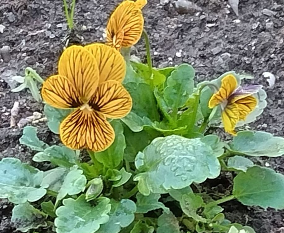 JBHConcepcion's tweet image. En esta época se ven mucho estos pensamientos de pequeñas flores. Es un híbrido, de nombre Viola x wittrockiana. Están plantados en el jardín de los sentidos, con con multitud colores y diseños en sus pétalos #flores #flowers #malaga #jardin  #garden @ThePlantJournal