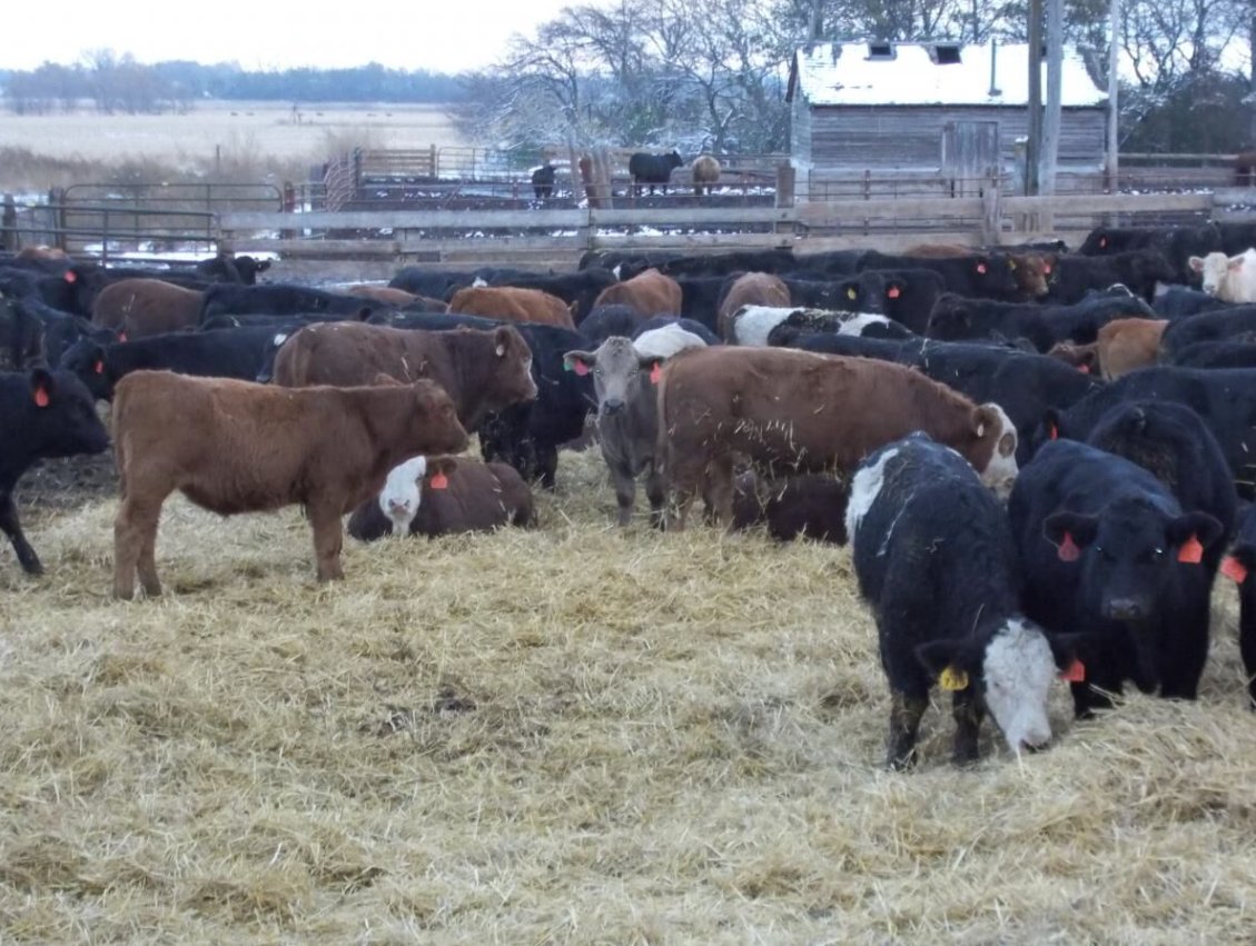 feedlotmagazine's tweet image. #Bedding the almost finished #cattle helps avoid #negative impacts on #carcass #quality and can also reduce the chances for #injury or #mobility problems late in the feeding period caused by #cold or icy conditions.

feedlotmagazine.com/news/feedlot_s…