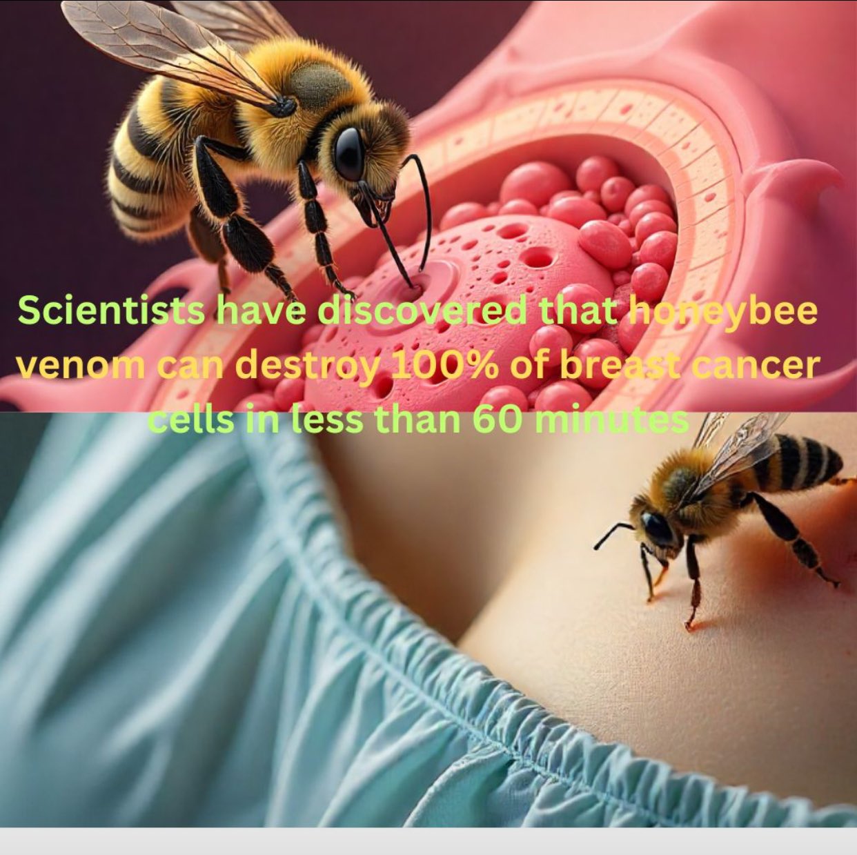 Honeybee Venom Kills Aggressive Breast Cancer Cells Fast
