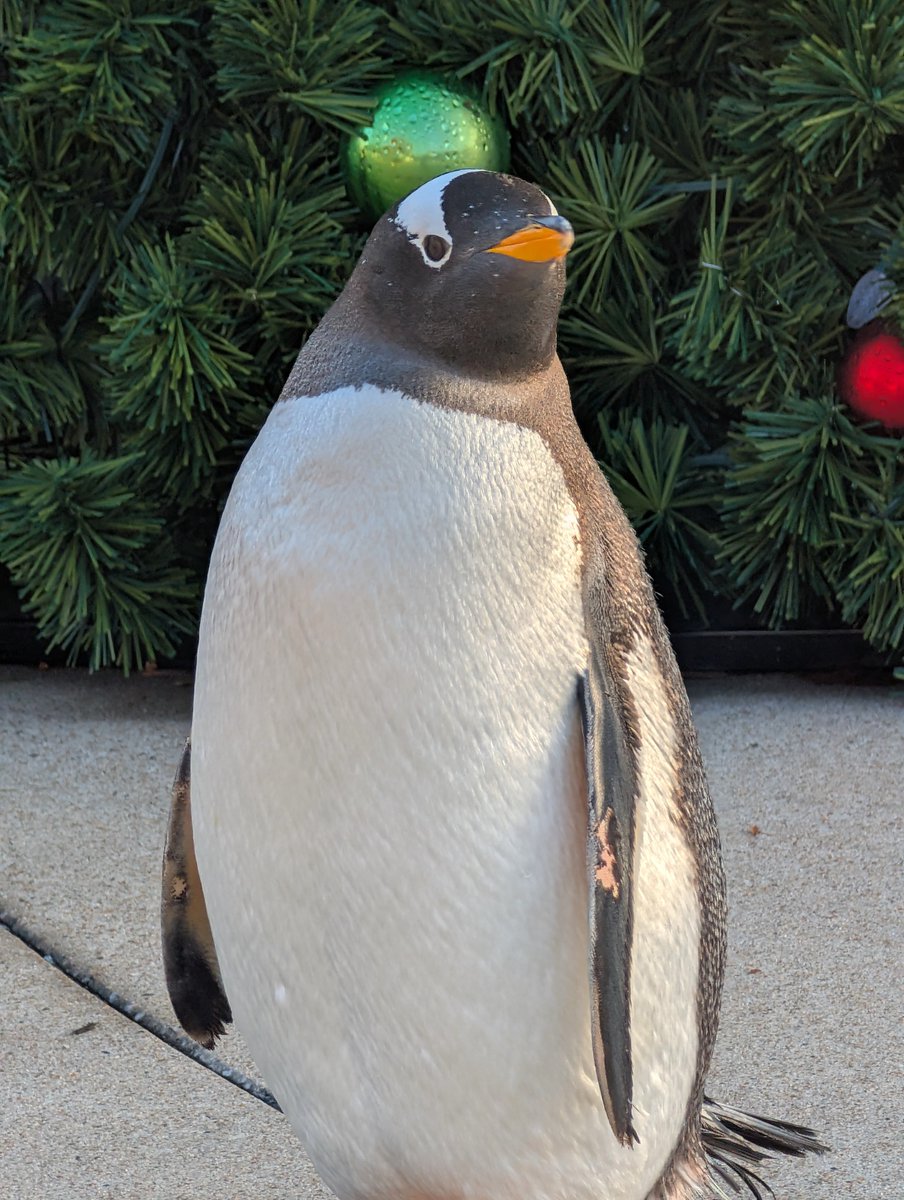 KansasCityZoo's tweet image. Waddle into Thanksgiving weekend with us! The Zoo will close at 3 pm on Wednesday, Nov. 26, so staff can begin celebrating Thanksgiving, and will be closed all day on Thursday, Nov. 27. It will reopen at 9:30 am on Friday. GloWild will be open EVERY NIGHT of Thanksgiving week…