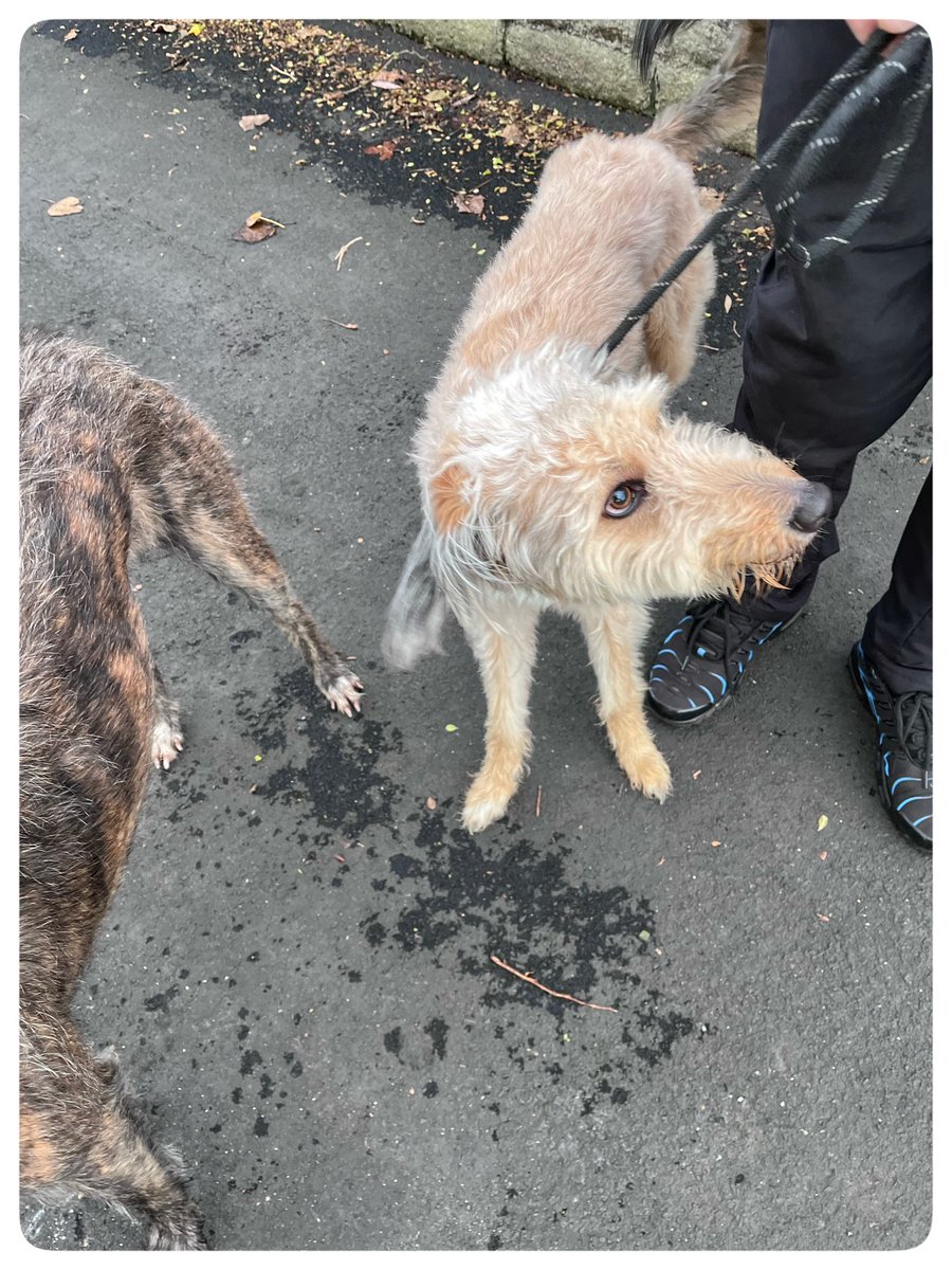 Zorsted. 😴

Ralph’s just had his tea following a 10 mile bracing beach walk earlier, where we met these two beauties.

Fergus the Border Terrier and Buddy the Bedlington / Whippet Lurcher.

Two breeds of dog I’m very keen to own in the future as a pal for him. 

#AdoptDontShop