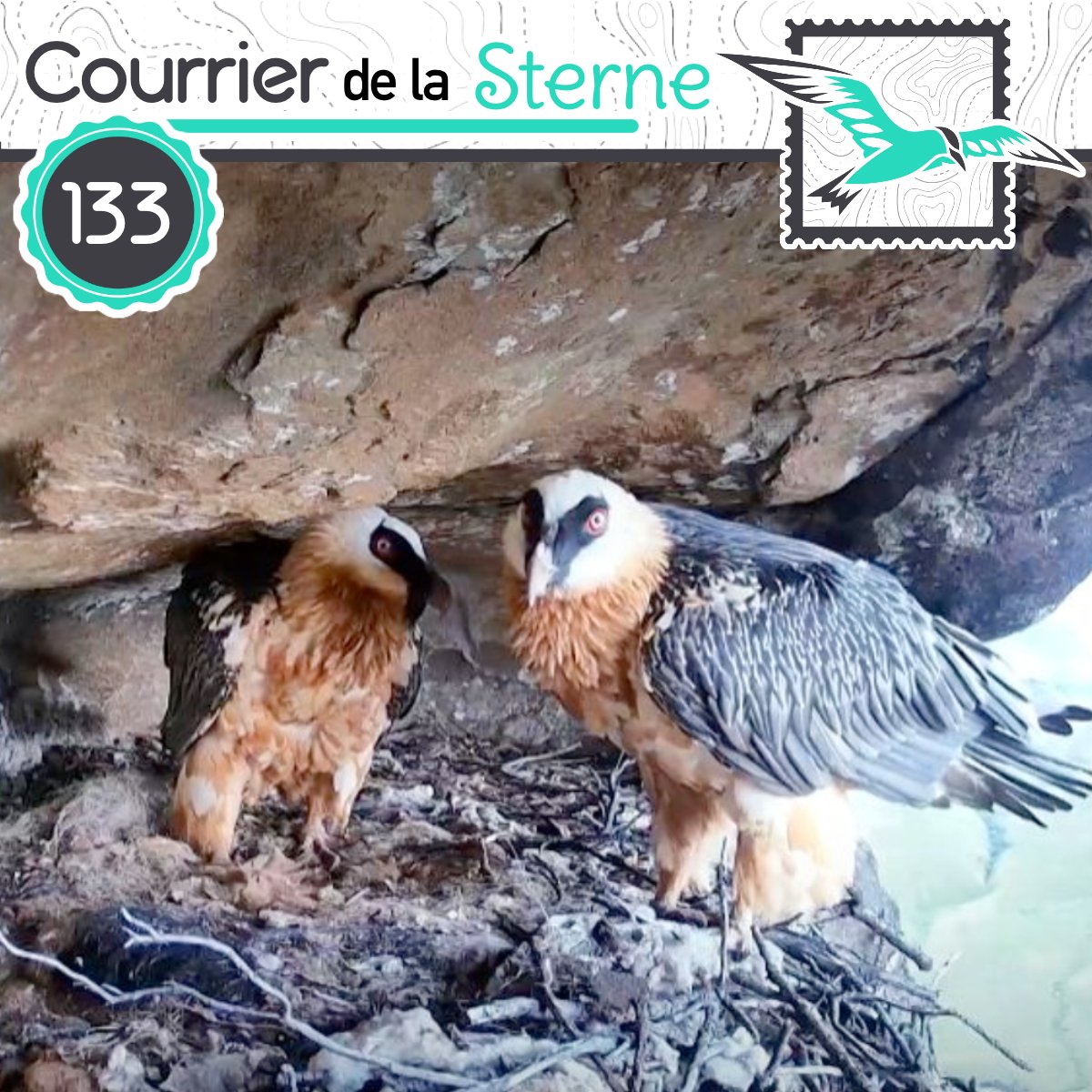 podCDLS's tweet image. Aujourd'hui dans le podcast 100% oiseaux , on parle de chaussures, de ceintures, et d'un... carreau d'arbalète.

Ah et on parle de Gypaètes ! (oui, j'avais oublié)

Bonne écoute à tous et toutes !!

youtu.be/zcwW5kmknOg

podcastaddict.com/episode/https%…