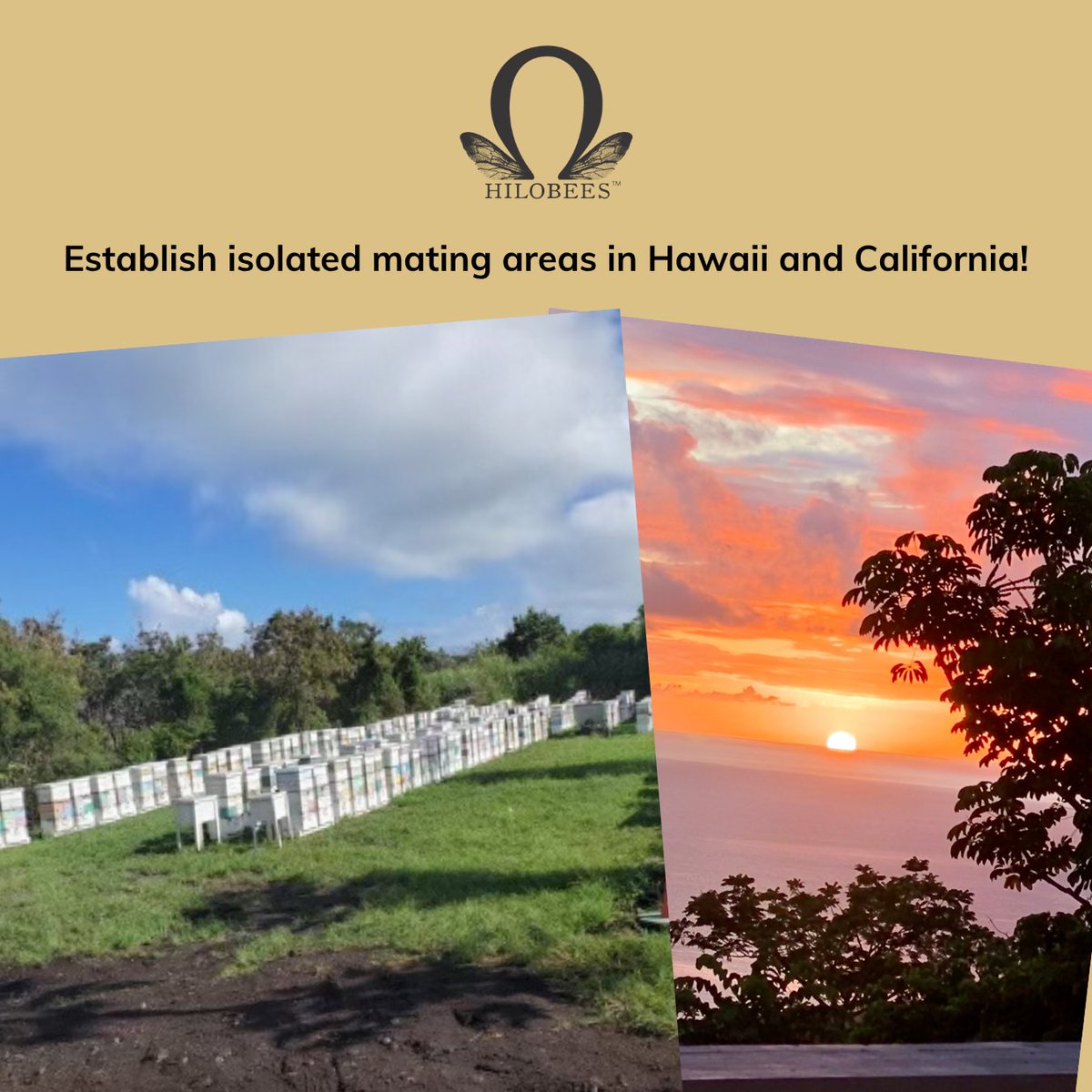 ProjectApism's tweet image. Growing success brings new challenges for Hilo Bees: 🌴 Isolated mating areas to enrich VSH drones 🐝 Careful use of limited breeding material. Logistics and dedication ensure mite resistance carries forward. #HiloBees #VarroaResistance #BeeResearch