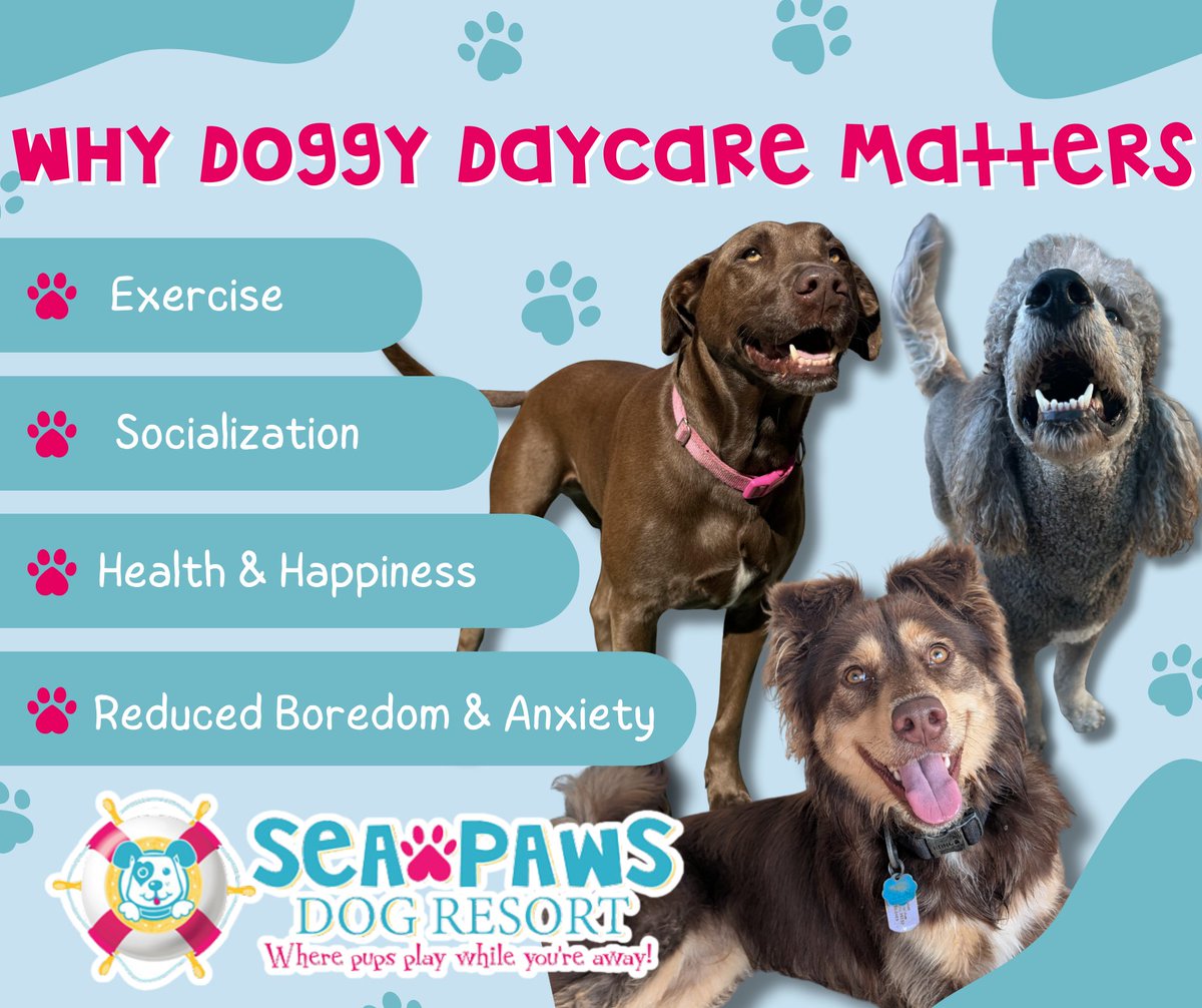 SeaPawsResort's tweet photo. Doggy daycare isn’t just fun, it’s essential for their well-being. From making new friends and getting plenty of exercise to reducing boredom and anxiety, daycare helps your dog stay happy, healthy, and confident. https://t.co/TEwDhFaNcM