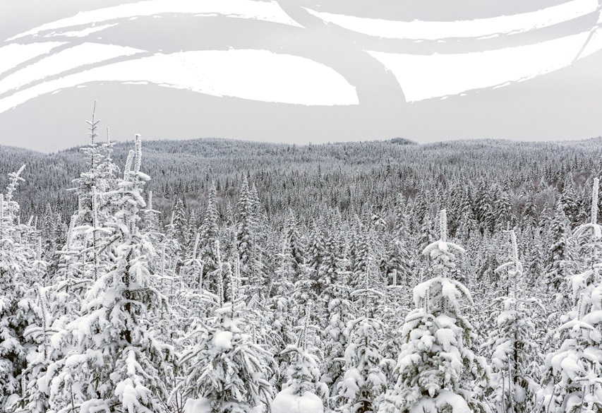 The Boreal Forest is one of the North’s most valuable natural resources, and its animals and plants have sustained northerners for thousands of years. That’s why we actively monitor the health of our 80 milliion hectares of forest, follow sustainable harvesting practices, and