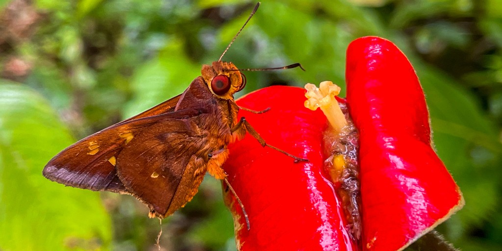 savimbos's tweet image. What me? I'm just hanging out. 🔥 #Pollinator #Wildlife