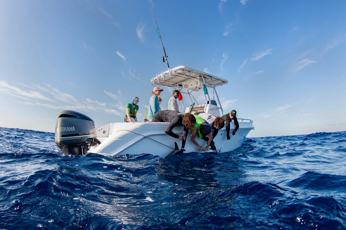 Saving the Blue tweet media