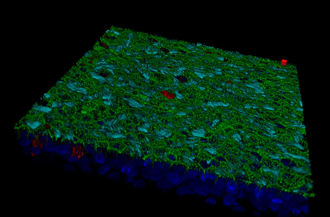 CSIC's tweet image. 💊Un fármaco de amplio espectro para tratar enfermedades respiratorias virales

👩‍🔬Lo ha identificado personal del @CIB_CSIC y @CBM_CSIC_UAM

🩺Ha demostrado su eficacia frente a tres virus: #SarsCoV2, resfriado común y el virus respiratorio sincitial

➡️f.mtr.cool/cocjbwldzu