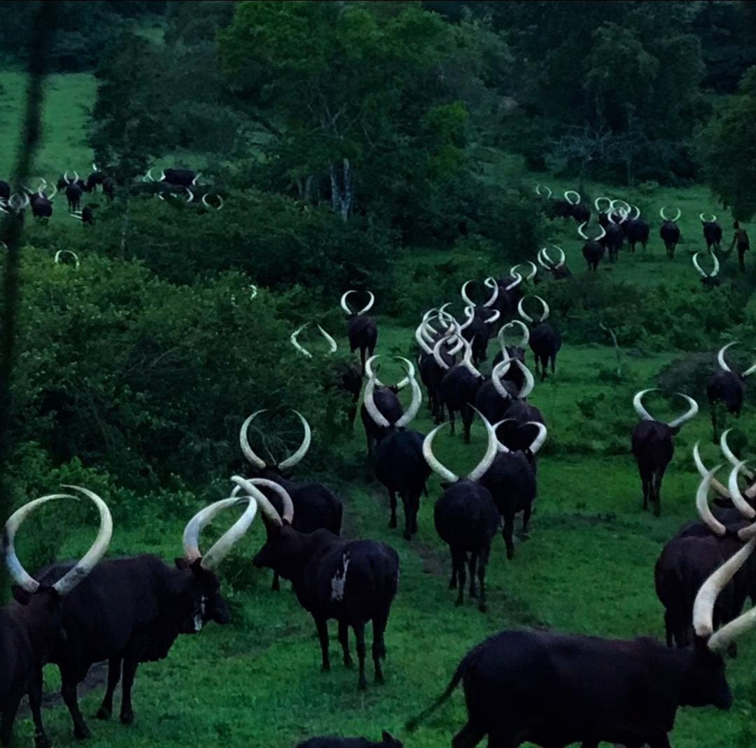 AfricaFirsts's tweet image. What is the true origin of Ankole cattle?