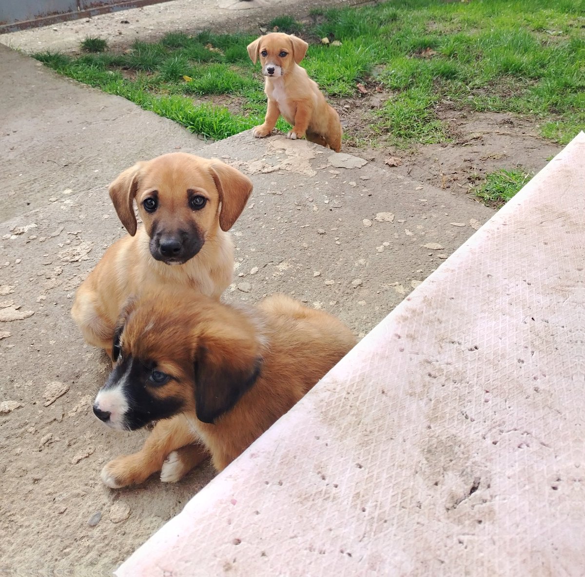 Pitanje je sledeće:

Ko želi štene??

Doneću ih gde god u Srbiji, očišćene od parazita, sa mašnicom.

Dajte bar rt, da vidi neko. Unapred hvala
