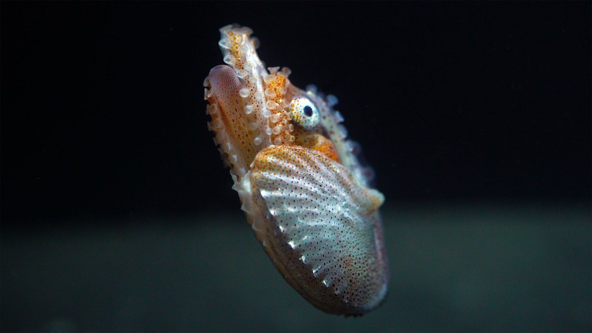 ScienceWeekly's tweet image. In 1942 off San Diego, researchers spotted what looked like a solid ocean floor hundreds of feet down. It turned out to be the Deep Scattering Layer, a massive hidden world of tiny fish and other creatures rising and sinking each night.
californiacurated.substack.com/p/all-the-fish…