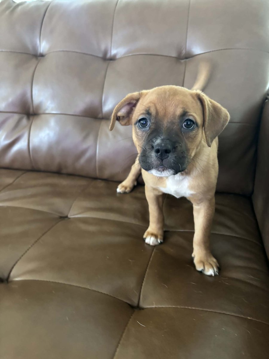 Okay... I mean...
Do we even need to say anything...? Look at these adorable faces! "Lighting" and "Rea" are officially 8 weeks old and ready to find forever homes!

Right in time for the Howlidays!

For more information on these adorable little Rotty/Pitty ladies Rugaz Rescue