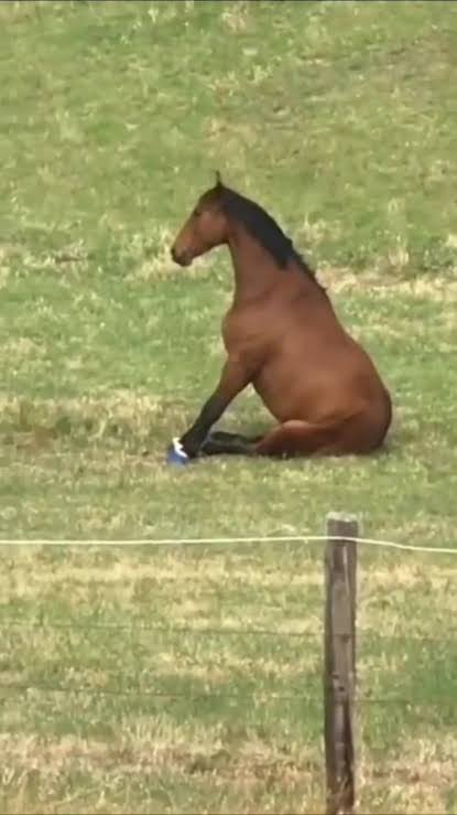 PIzinM1's tweet image. ฉันที่กำลังรอหุ้นหายติดลบเพื่อถอนไปซื้อม้า :