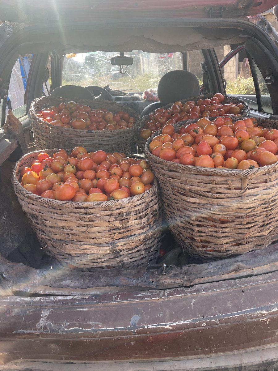 _Samcleave's tweet image. Harvest out to the market for the first time today.

Psalms 128:2 “You shall eat the fruit of the labor of your hands; you shall be blessed, and it shall be well with you&quot;

We go meet for front.
THANKS FOR YOUR ATTENTION TO THIS MATTER