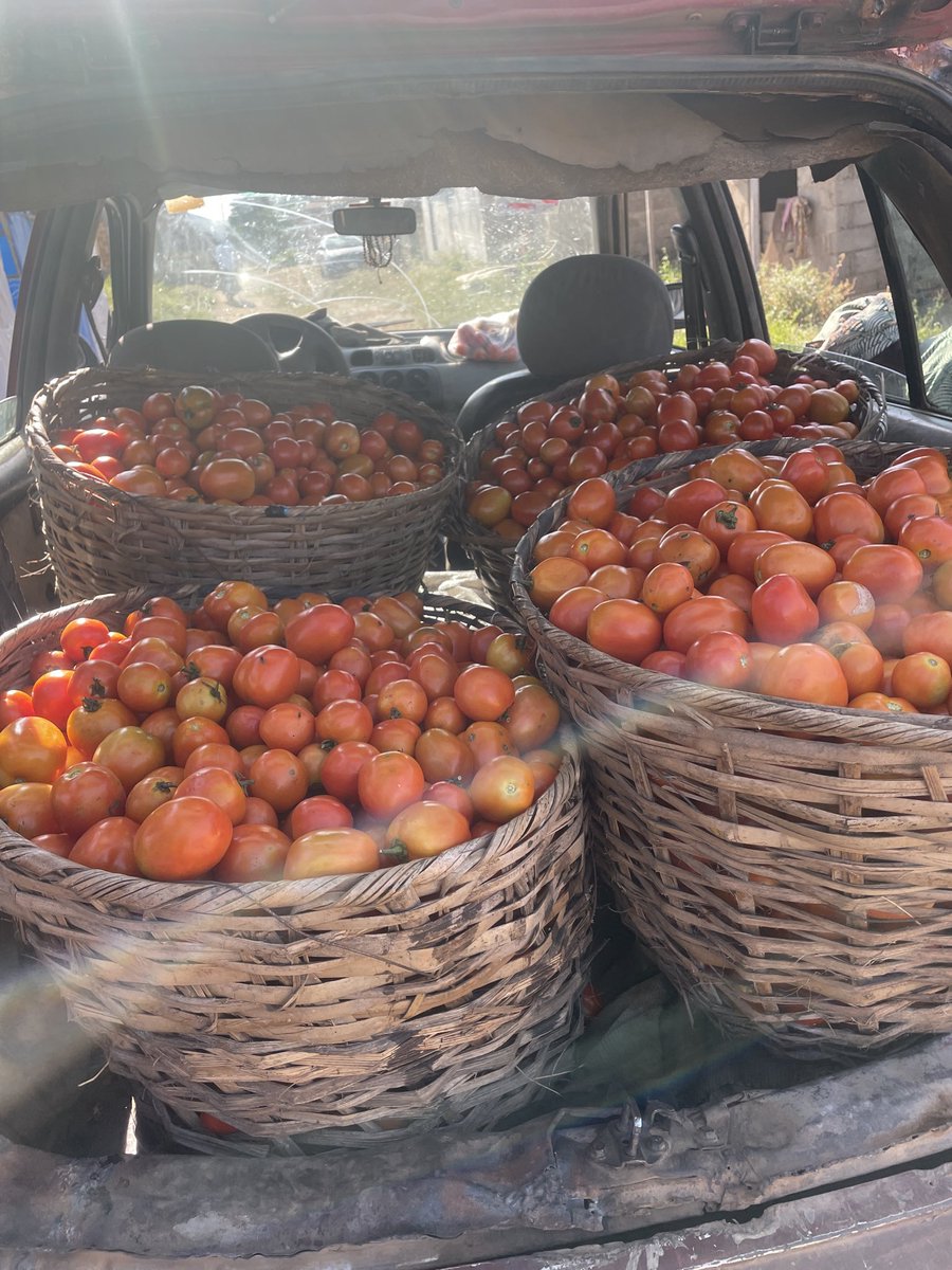 _Samcleave's tweet image. Harvest out to the market for the first time today.

Psalms 128:2 “You shall eat the fruit of the labor of your hands; you shall be blessed, and it shall be well with you&quot;

We go meet for front.
THANKS FOR YOUR ATTENTION TO THIS MATTER