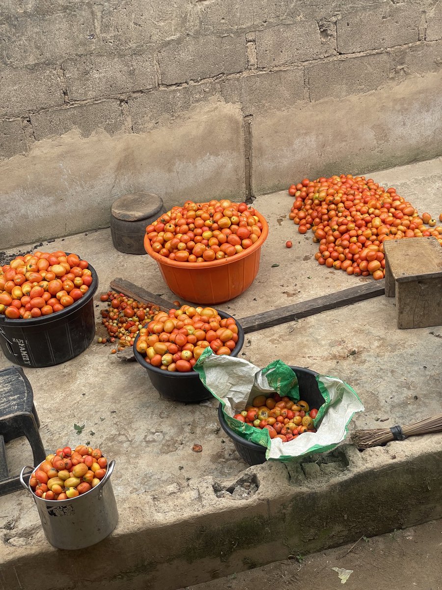 _Samcleave's tweet image. Harvest out to the market for the first time today.

Psalms 128:2 “You shall eat the fruit of the labor of your hands; you shall be blessed, and it shall be well with you&quot;

We go meet for front.
THANKS FOR YOUR ATTENTION TO THIS MATTER