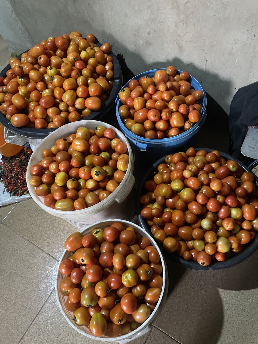 _Samcleave's tweet image. Harvest out to the market for the first time today.

Psalms 128:2 “You shall eat the fruit of the labor of your hands; you shall be blessed, and it shall be well with you&quot;

We go meet for front.
THANKS FOR YOUR ATTENTION TO THIS MATTER