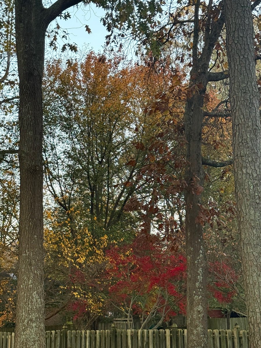 St8frmgrl's tweet image. The leaves aren&apos;t the only gorgeous things dropping; Our calendar collection for 2026 has dropped too!  Come by the office to pick out your favorite - we&apos;ve got gorgeous trees to check out while you&apos;re here #CalendarDrop #GorgeousLeaves #StateFarm #savingtheday