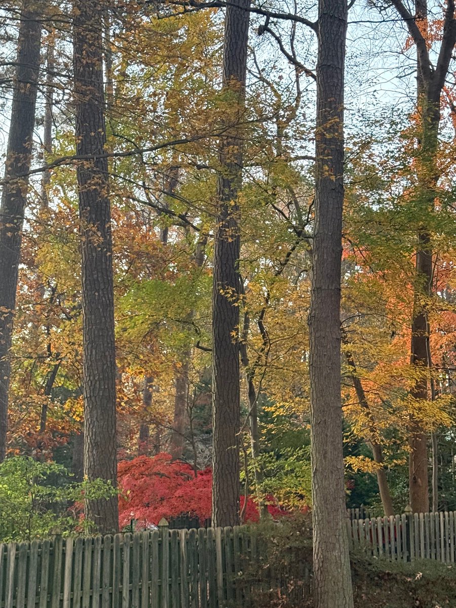 St8frmgrl's tweet image. The leaves aren&apos;t the only gorgeous things dropping; Our calendar collection for 2026 has dropped too!  Come by the office to pick out your favorite - we&apos;ve got gorgeous trees to check out while you&apos;re here #CalendarDrop #GorgeousLeaves #StateFarm #savingtheday