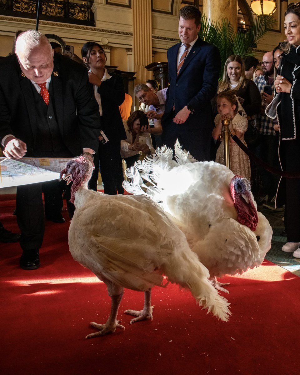 NCStateCALS's tweet photo. Get ready to gobble up this news: NC State will once again be home to the pardoned National Thanksgiving Turkeys. 🦃

Read more about Gobble and Waddle and their new home at NC State: https://t.co/4VzmvV9VlK

📸: @natlturkeyfed https://t.co/iMWzhbVy6x